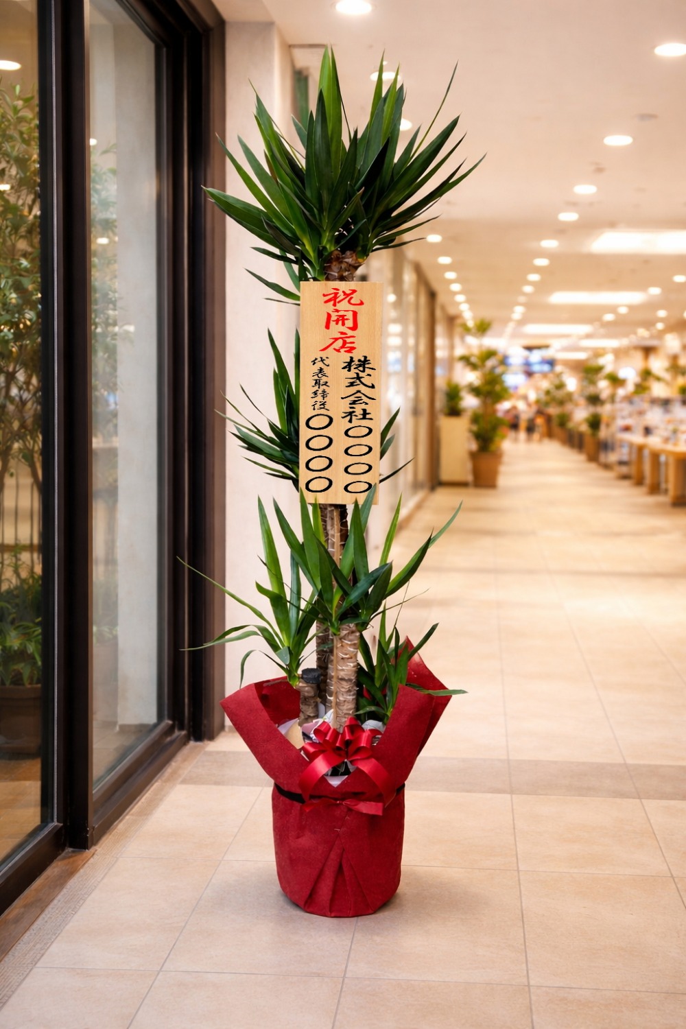 観葉植物 大型 ユッカ 青年の木 10号鉢 | 移転祝い 開店祝い 法人