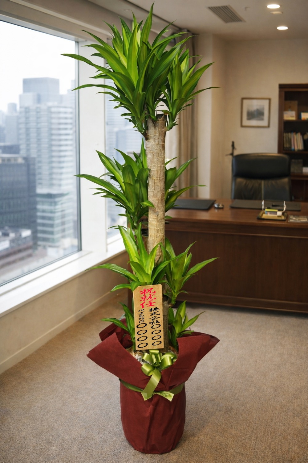 就任祝の8寸立札を付けた観葉植物ドラセナ・マッサンゲアナ幸福の木の設置イメージ画像(社長室・役員室)