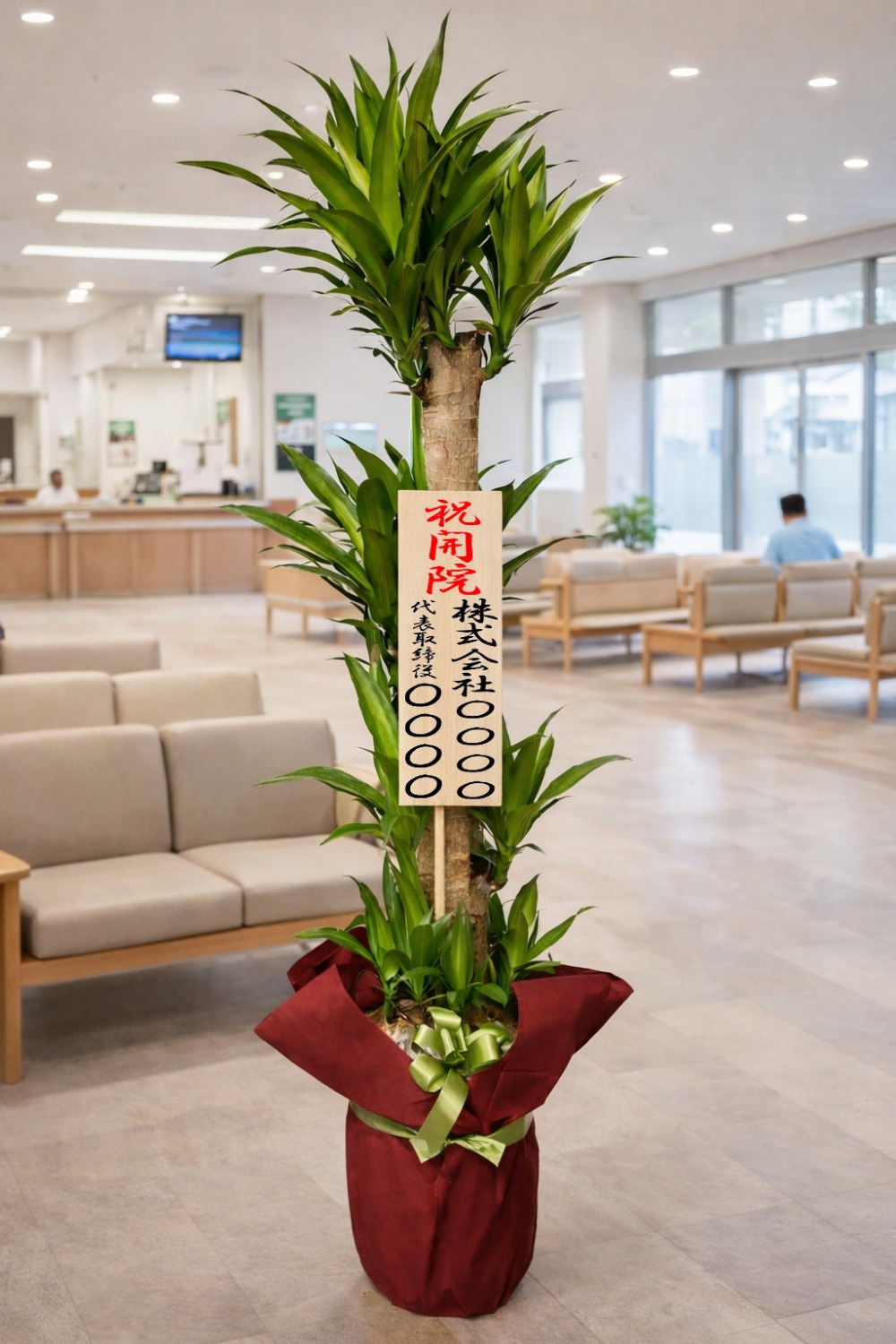 開院祝の立札を付けた観葉植物ドラセナ・マッサンゲアナ幸福の木の設置イメージ画像(病院の待合室)