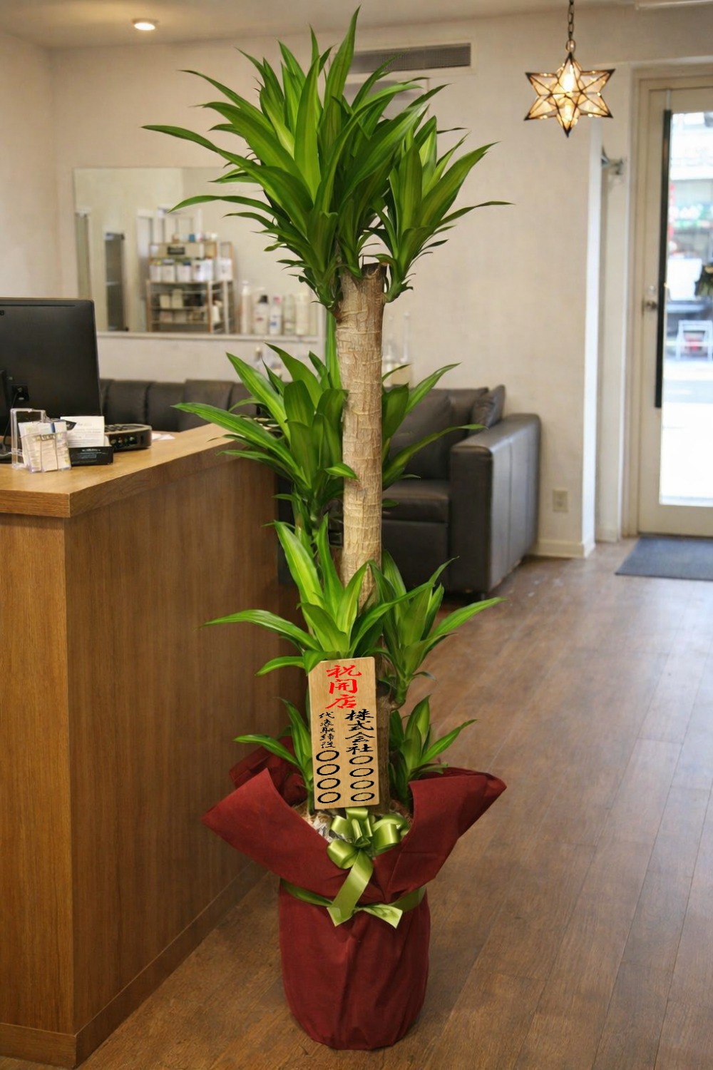 開店祝の8寸立札を付けた観葉植物ドラセナ・マッサンゲアナ幸福の木の設置イメージ画像(サロン)