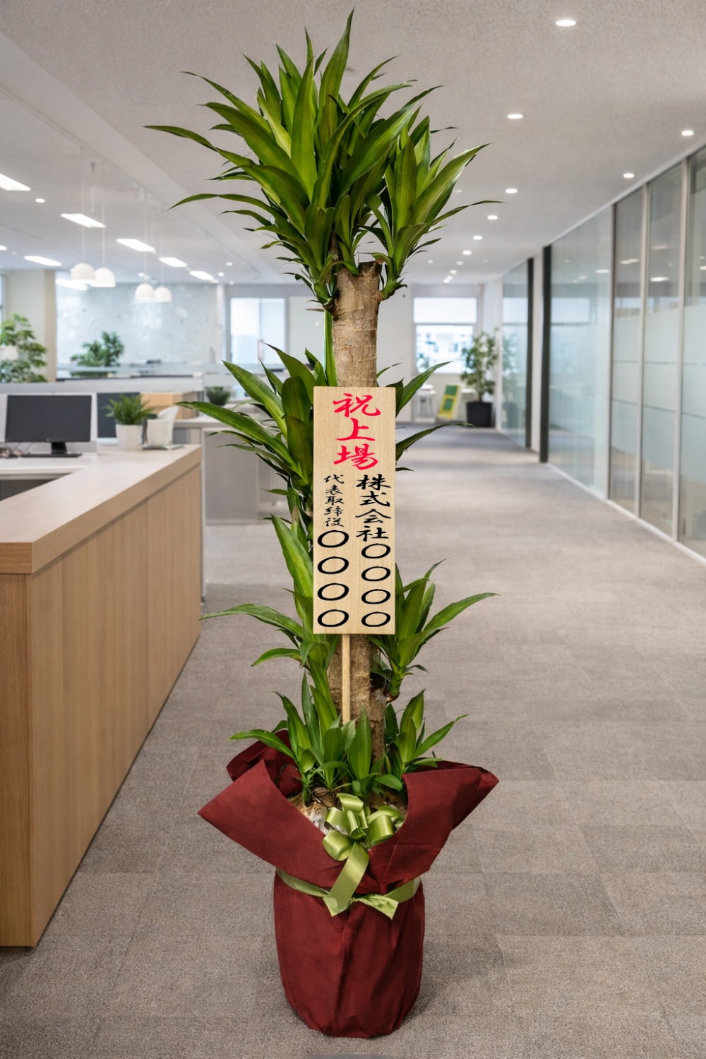 上場祝の立札を付けた観葉植物ドラセナ・マッサンゲアナ幸福の木の設置イメージ画像(オフィスのフロア)