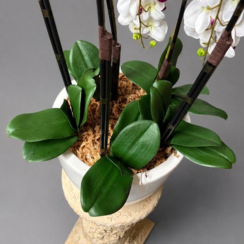 光触媒造花胡蝶蘭L5本立ち立ち（白赤）の葉