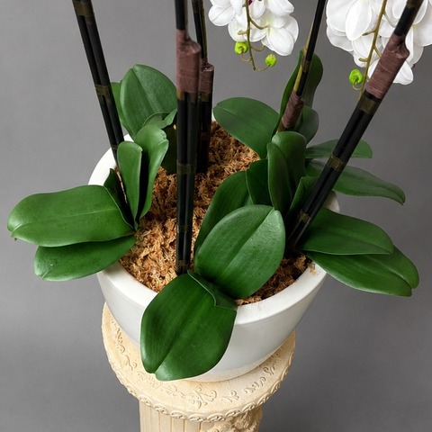 胡蝶蘭L5本立ち立ちtype2（赤リップ）spの葉