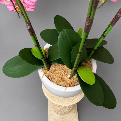 造花胡蝶蘭3本立ち・特大輪（ピンク）ホワイト化粧鉢spの葉