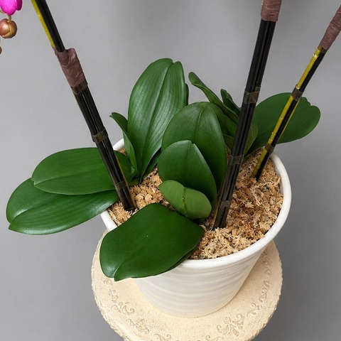 胡蝶蘭type2・L3本立ち（ピンク）spの葉
