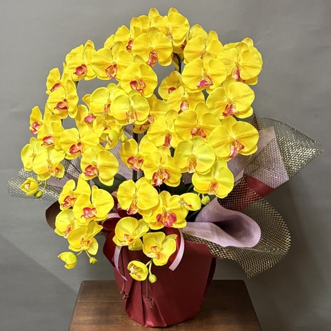 光触媒造花胡蝶蘭M（イエロー）ロング5本立ちラッピング