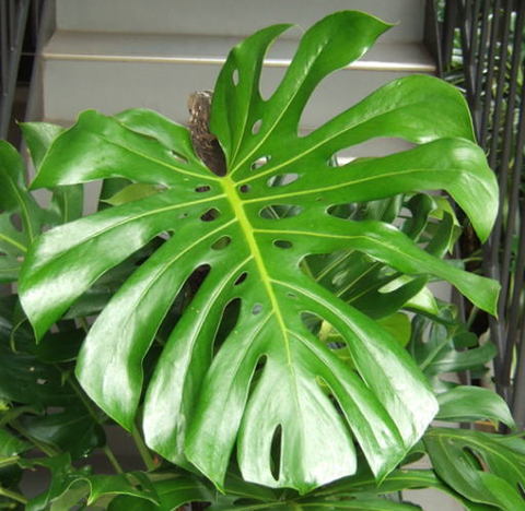 観葉植物 大型 モンステラ デリシオサ 10号 鉢カバー 白 | 移転祝い 