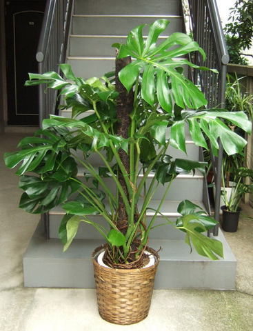 観葉植物 大型 モンステラ デリシオーサ 10号 鉢カバー | 移転祝い 