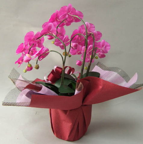 造花胡蝶蘭スタンダード（濃いピンク）3本立ちの後ろの画像