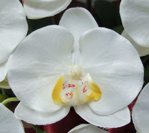 光触媒造花胡蝶蘭スタンダードの花弁（白）