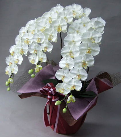光触媒造花胡蝶蘭3本立ち・特大輪（白）の横側