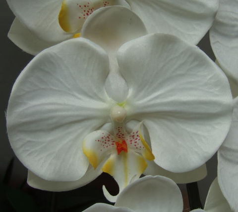 光触媒造花胡蝶蘭・特大輪タイプの花弁（白）の画像