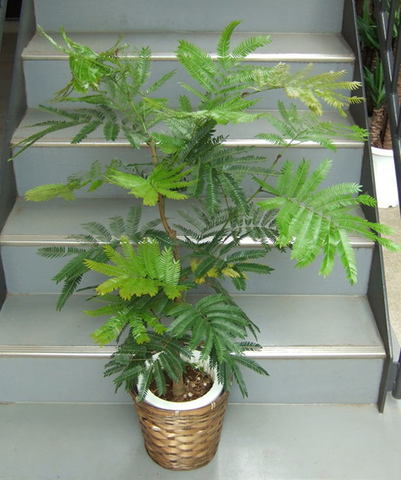 観葉植物 中型 エバーフレッシュ 7号鉢 | 移転祝い 開店祝い 法人 
