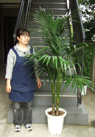 観葉植物 大型 ケンチャヤシ 10号 | 移転祝い 開店祝い 法人ギフト販売 