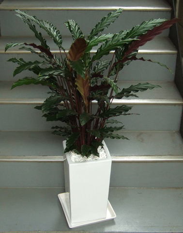 観葉植物 中型 カラテア ルフィバルバ 陶器鉢W16S | 移転祝い 開店祝い 