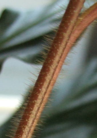 茎の産毛