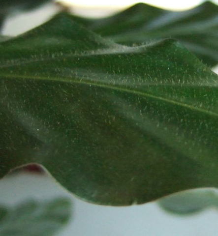 葉の表面の産毛