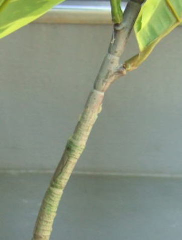 人工樹アルテシマの茎