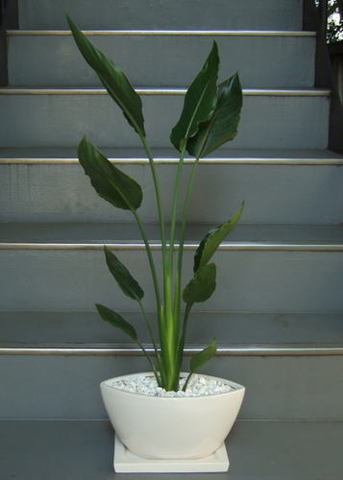観葉植物 希少 ストレリチア レギネ 華付き 11号陶器鉢葉の広がり71cm