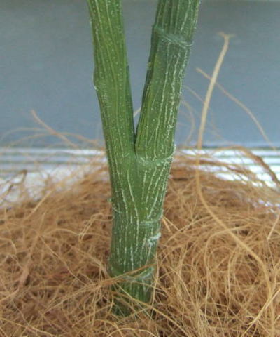 人工樹ウンベラータの茎