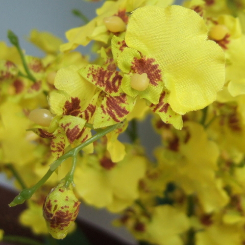 オンシジューム（イエロー）の花弁