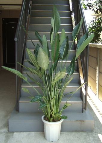 観葉植物 大型 ストレチア レギネ 3L 10号鉢 | 移転祝い 開店祝い 法人