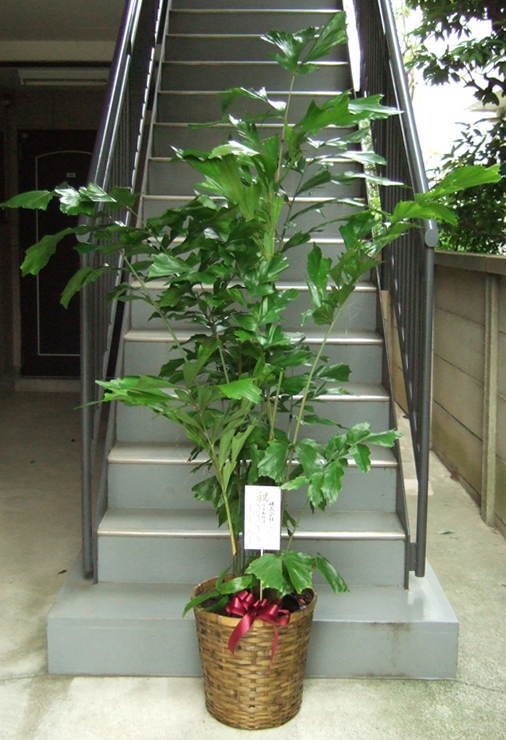 人工観葉植物 クジャクヤシポット90（1個）bc100-1 観葉植物 （代引き
