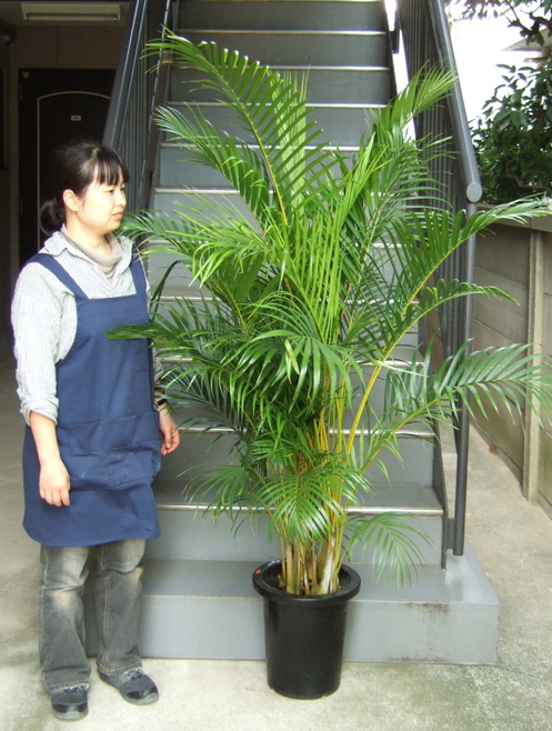 観葉植物 大型 アレカヤシ 10号 鉢皿付 陶器鉢 W15 | 移転祝い 開店 