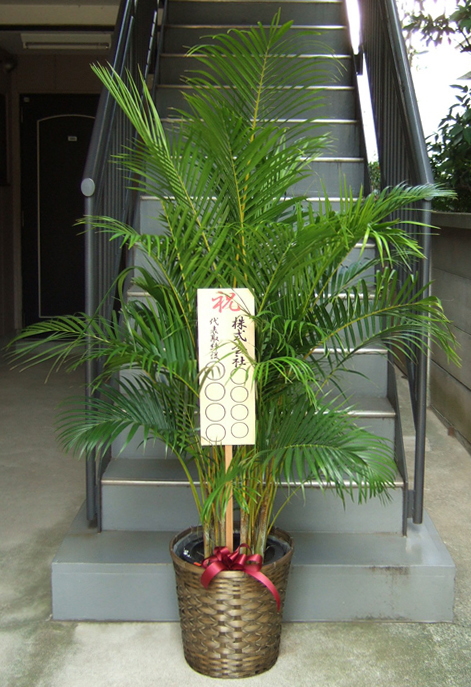 観葉植物 大型 アレカヤシ 10号 鉢カバー付 | 移転祝い 開店祝い 法人