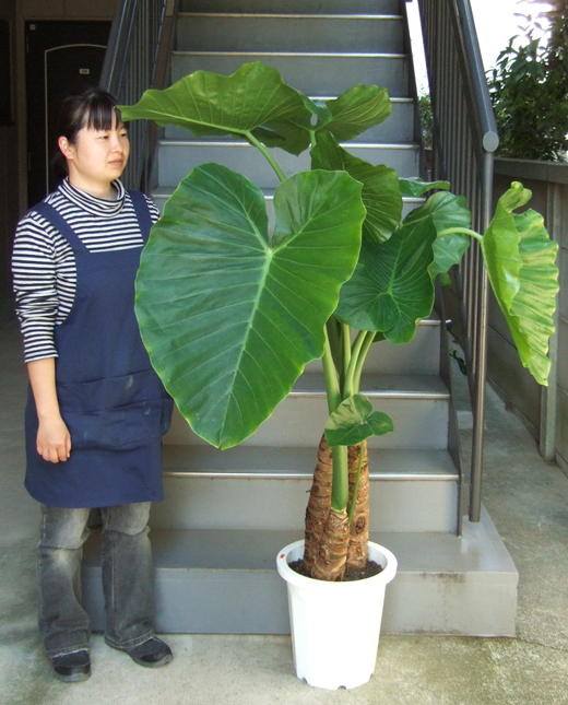 超大型❗️ クワズイモ　Ｂ 176センチ　10号鉢　観葉植物　ガーデニング