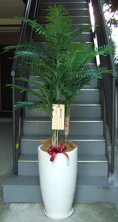 スーパーアレカヤシ 観葉植物 陶器鉢付き みー様専用 - 植物/観葉植物