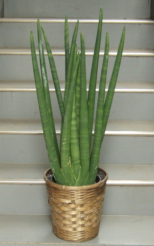 観葉植物 中型 サンスベリア キリンドリカ 2本立ち 8号鉢 | 移転祝い 