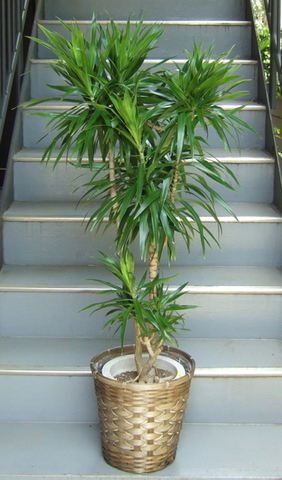 観葉植物 中型 ドラセナ ナビー 8号鉢 | 移転祝い 開店祝い 法人ギフト 