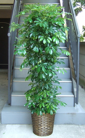 観葉植物 大型 シェフレラ ホンコン ボサ 10号 鉢カバー | 移転祝い 