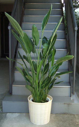 観葉植物 大型 ストレリチア レギネ 10号 鉢カバー 白 | 移転祝い 開店