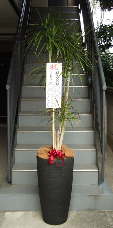 観葉植物 特大 コンシンネ 特大鉢クリアブラック 樹脂製 | 移転祝い 