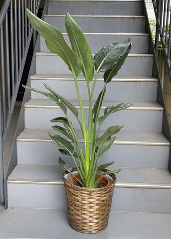観葉植物 中型 ストレリチア レギネ 8号 | 移転祝い 開店祝い 法人