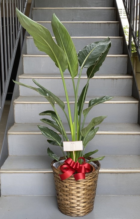 ストレリチア　レギネ　花をつけやすい品種　高さ約80㎝　8寸陶器鉢