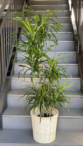 観葉植物 中型 ドラセナ リフレクサ 8号 鉢カバー 白 | 移転祝い 開店 