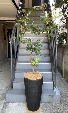 観葉植物 特大 エバーフレッシュ 特大鉢 クリアブラック | 移転祝い 開店祝い 法人ギフト販売のアンジェリック