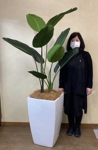 光触媒造花観葉植物 オーガスタ・ファイバーグラス製スクエア鉢