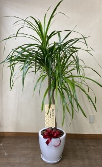 8寸立札付きの観葉植物のイメージ画像