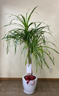 名札付きの観葉植物のイメージ画像