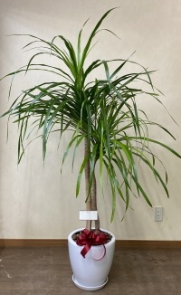 カード付きの観葉植物のイメージ画像