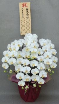 立札付きの光触媒造花胡蝶蘭5本立ちのイメージ画像