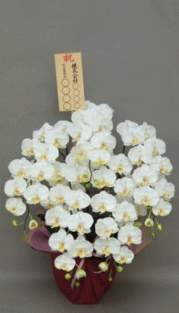 8寸立札付きの光触媒造花胡蝶蘭5本立ちのイメージ画像