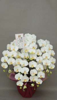 名札付きの光触媒造花胡蝶蘭5本立ちのイメージ画像