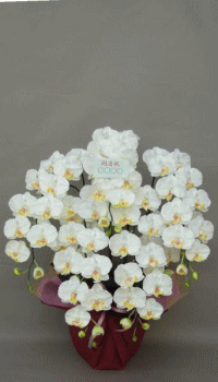 カード付きの光触媒造花胡蝶蘭5本立ちのイメージ画像