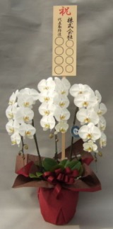 45ｃｍ×15ｃｍ立札付きの胡蝶蘭3本立ちのイメージ画像