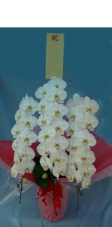 30ｃｍ×12ｃｍ立札付きの胡蝶蘭3本立ちのイメージ画像